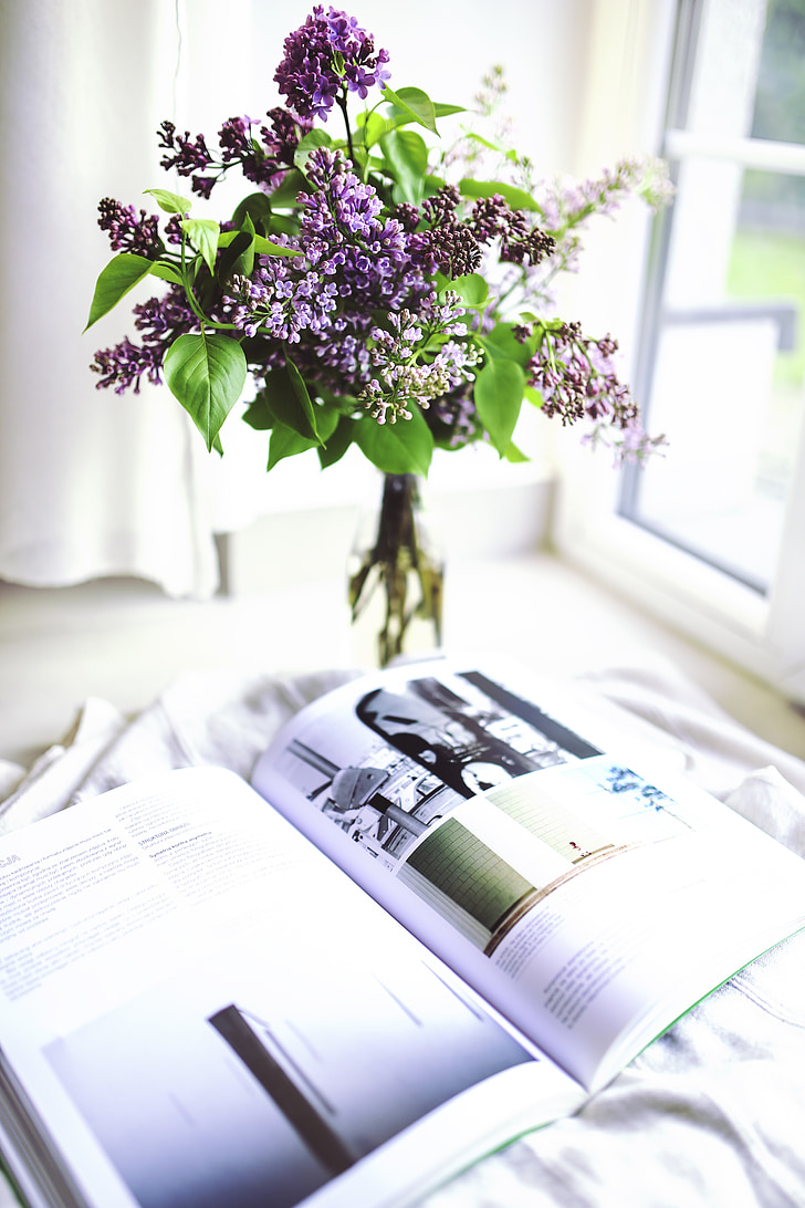 flor, planta, llibre, Sambucus, diari, revista, Saüc