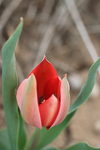 tulipán, zöld, piros, virág, kert, növény, virágok