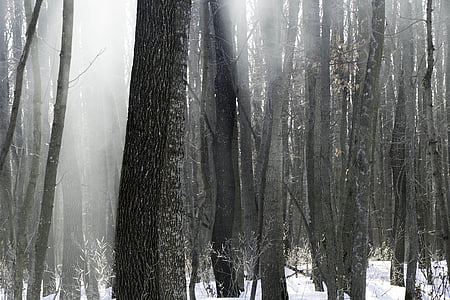 meža, daba, ziemas, ziemā mežā