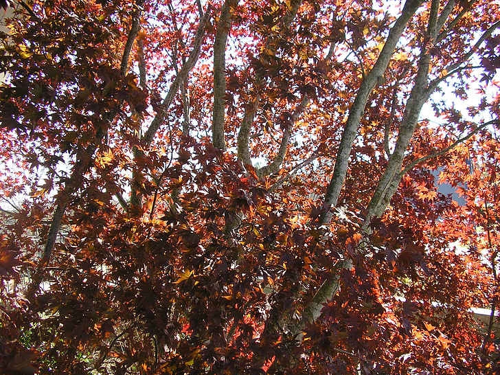 fallen, Bäume, Blätter, Anlage, Blätter fallen, Tennessee, Herbst