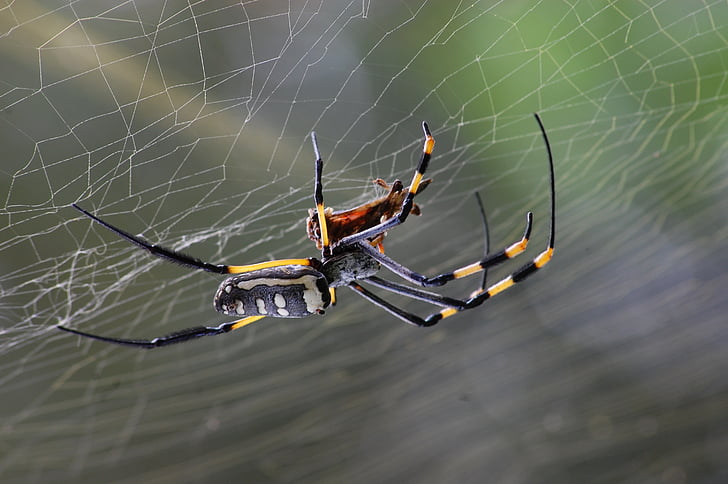 Golden orb spider, edderkop, natur, spindelvæv, Halloween, edderkoppespind, arachnid