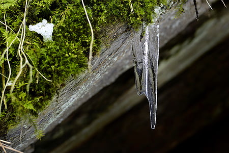 icicle, moss, winter, nature