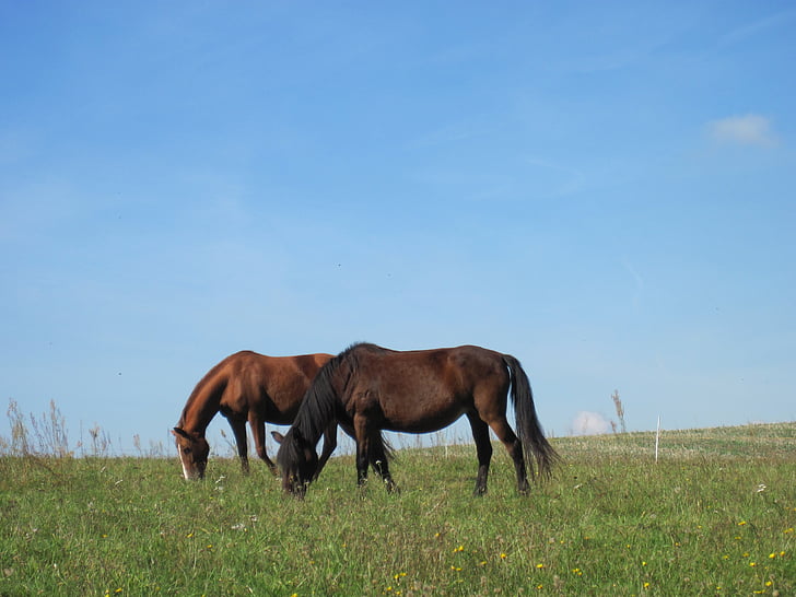 ngựa, ăn cỏ, đồng cỏ, thoải mái, màu nâu, Fuchs, bầu trời