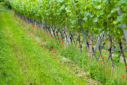 grapevine, nature, vines, vineyard, winegrowing, grapes, rebstock