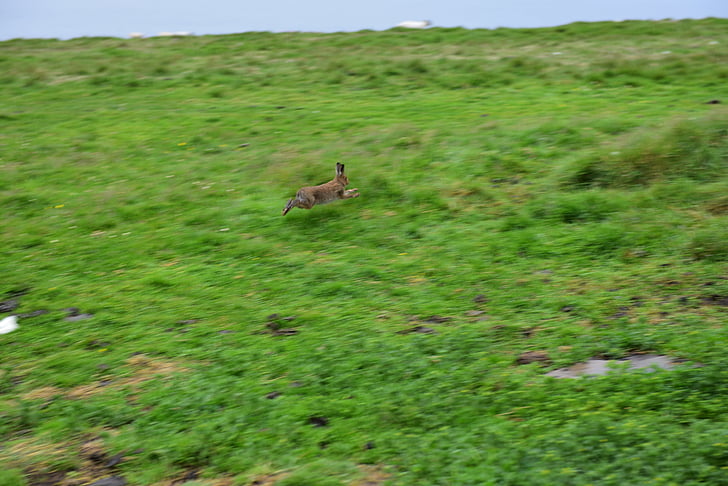 rabbit, hare, ireland, hopping, animal, cute, easter