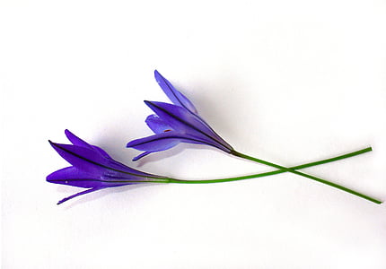 flori, impusca, albastru, fundal alb, natura, floare