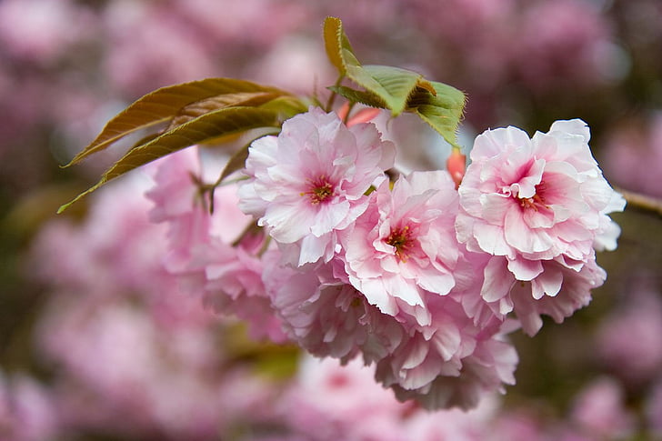 квітка, рожевий, пелюстки, дерево, Весна, Квіткові, Флора