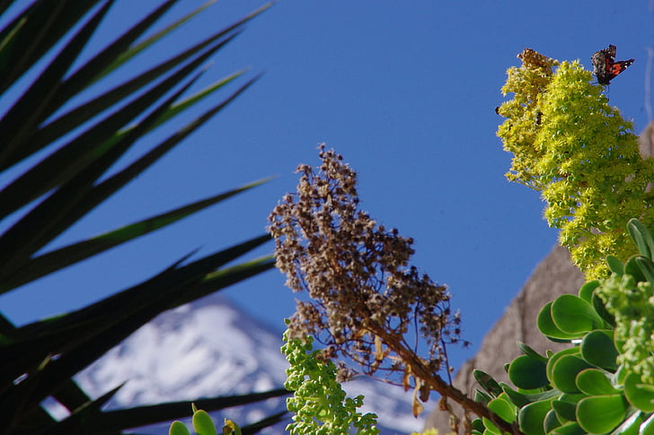 plant, mountain, sky, blossom, bloom, perspective, sunny