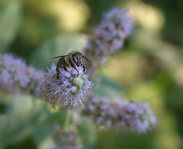 꿀벌, 숲, 자연, 야생 꽃, 봄, 곤충, 꽃