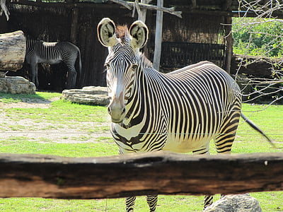 Zebra, Zoo leipzig, hitam dan putih bergaris-garis, Leipzig zoo