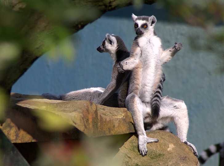 ring tailed lemur, abe, Zoo, dyrenes verden, sidde, dyr