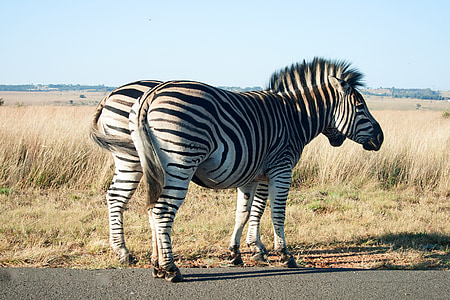 Zebra, animal, mammifère, faune, jeu, noir, blanc