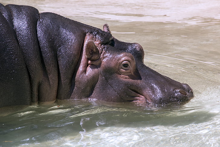 hippopotame, animal, Hippo, sauvage, nature, Zoo, faune