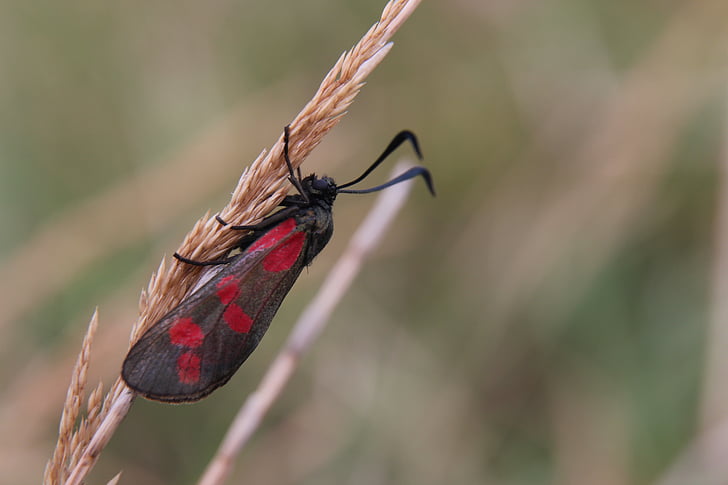 Moth, bugg, gräs, grässtrå, naturen, röd, svart