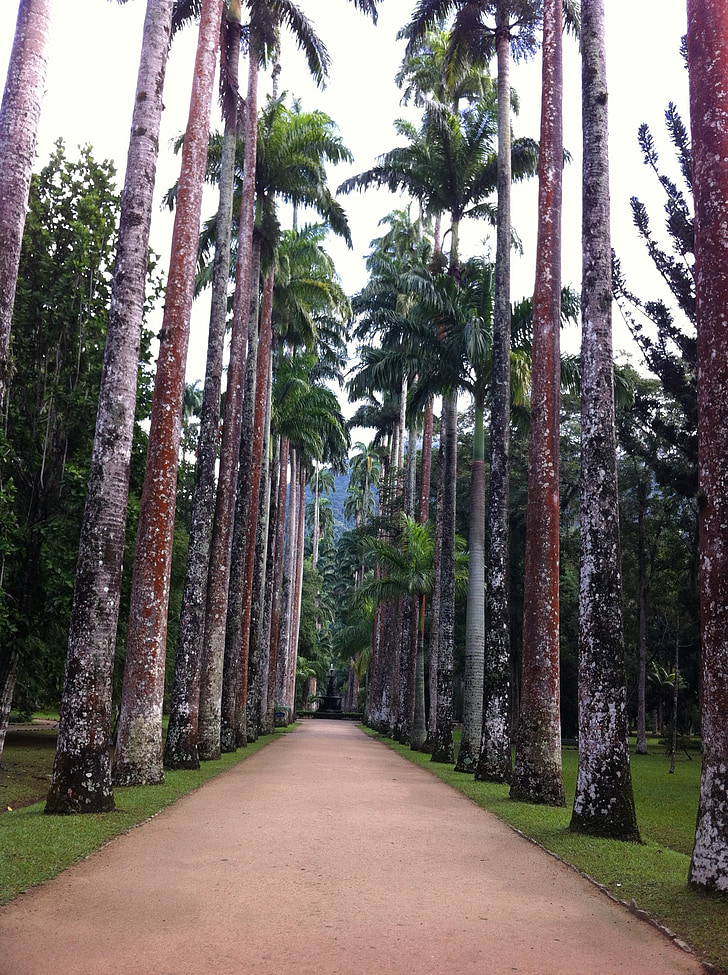 arbres, jardin botanique, nature, Forest, arbre, Rio de janeiro