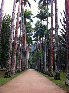 trær, Botanisk hage, natur, skog, treet, Rio de janeiro