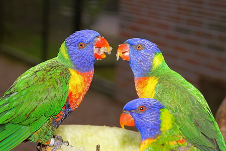 vtáky, papagáje, farebné, Príroda, pierko, perie, svet zvierat