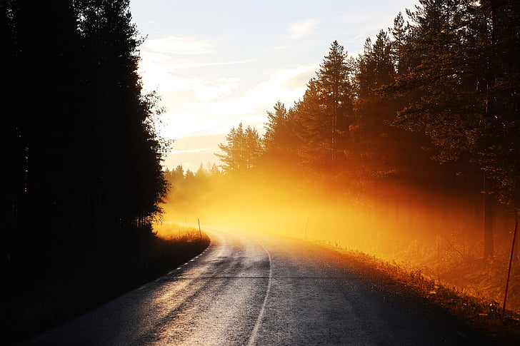 Road, tåge, solopgang, tidligt om morgenen, natur, skov, træ