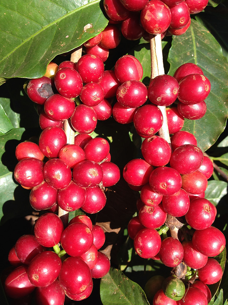káva, Káva třešně, červený café, kávové plantáže, ovoce, červené plody, Příroda