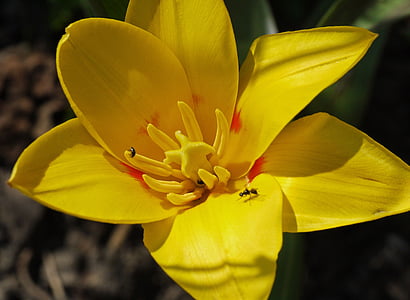 tulipán de enano, flor, floración, florecido, marzo, el sol de mediodía, visita