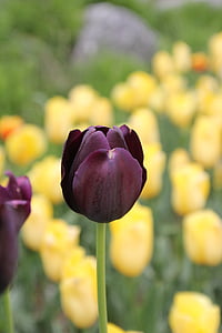 Tulipan, Maroon tulipanov, cvet, pomlad, cvet, cvet, svetlo