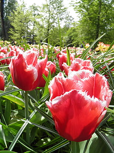 tulipány, Příroda, závod, květ, květiny, jaro, zahrada