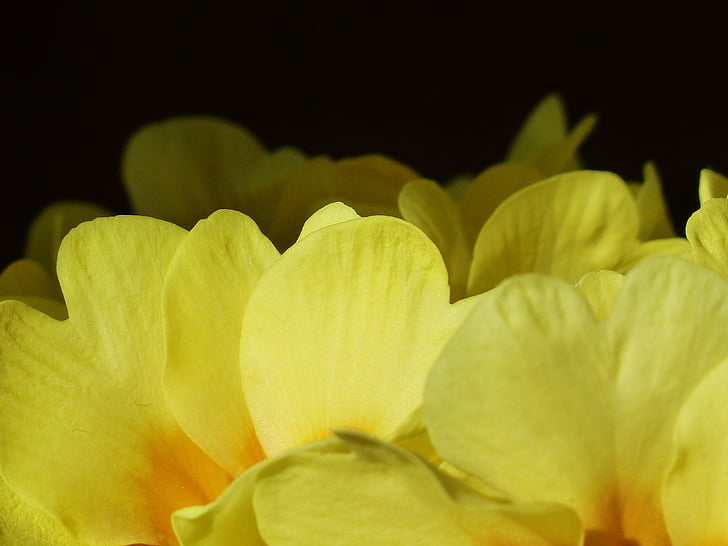 Primrose, fiore, Blossom, Bloom, giallo, Primula, serra di Primrose