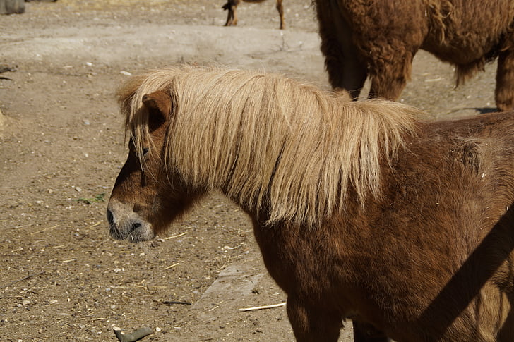 Shetland pony, pony, paard, kleine, rit, koppeling