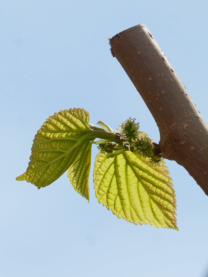 leaves, outbreaks, mulberry, moral, tender leaves, translucent
