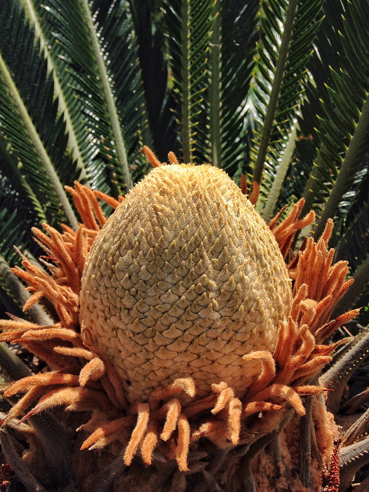 cycad, cactuses, blooming, spring