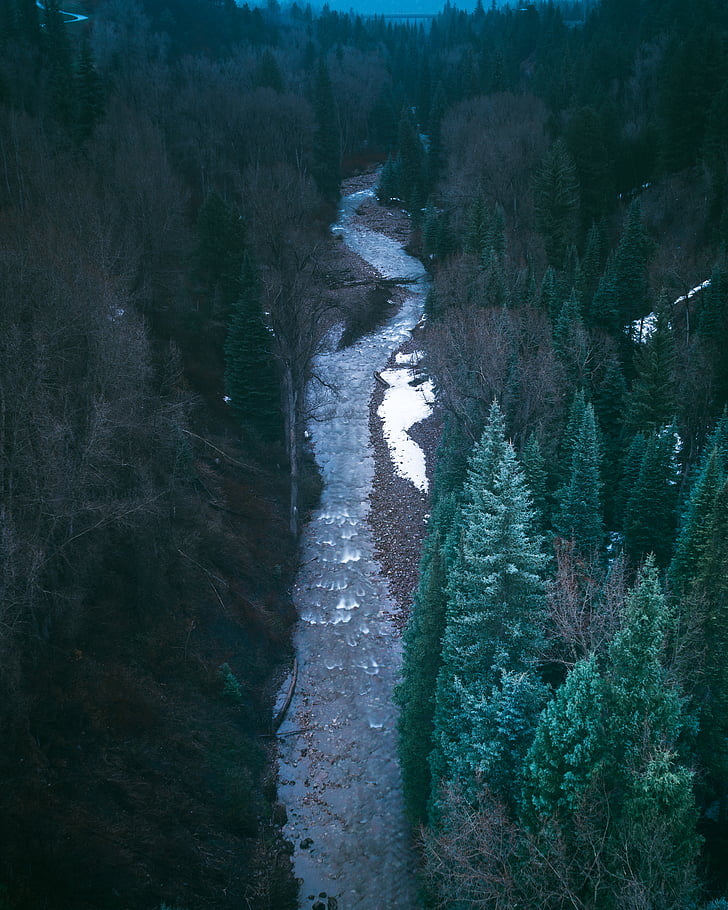 floden, mitten, Pine, träd, skogen, snö, Aspar