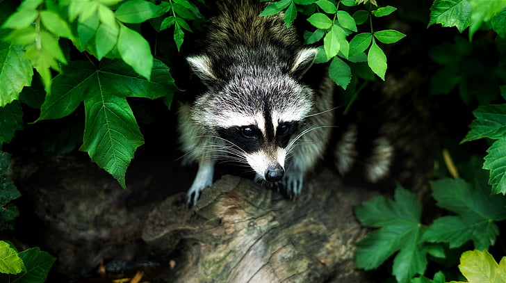 raccoon, animal, wildlife, forest, woods, nature, outdoors