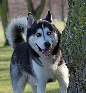 con chó, Husky, đôi mắt màu xanh, Blue eyed, Đẹp, răng nanh, vật nuôi