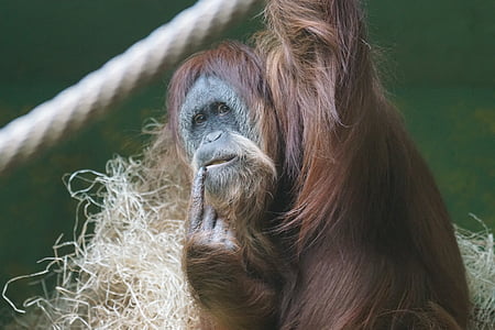 orangutana podizanju, majmun, majmun, Muški, primat, razmišljanja, Životinjski svijet