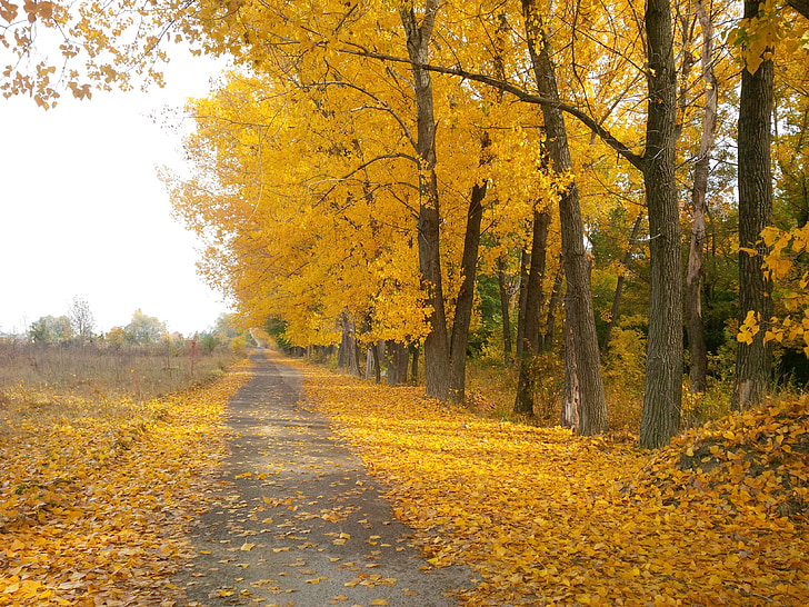 path, trail, footpath, autumn, fall, trees, leaves
