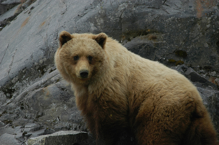 medveď, dospelý, hnedá, portrét, voľne žijúcich živočíchov, Príroda, vzhliadol