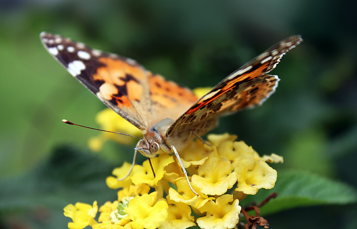蝶, 昆虫, 自然, 花