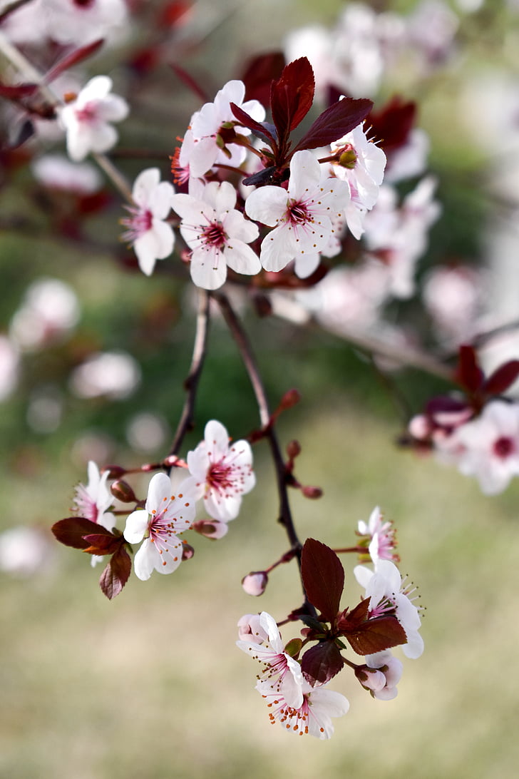 cherry liar, Blossom, blossom putih, mekar, pohon, cabang, alam