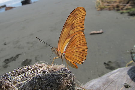 dryas iulia, beach, driftwood, butterfly, julia, heliconian, nature