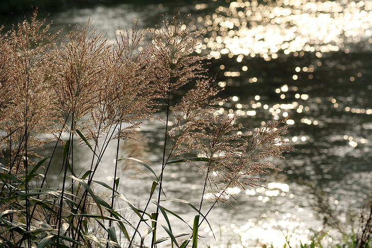 Foxtail, reed, Riverside, herfst, Zwembad, pauze, landschap