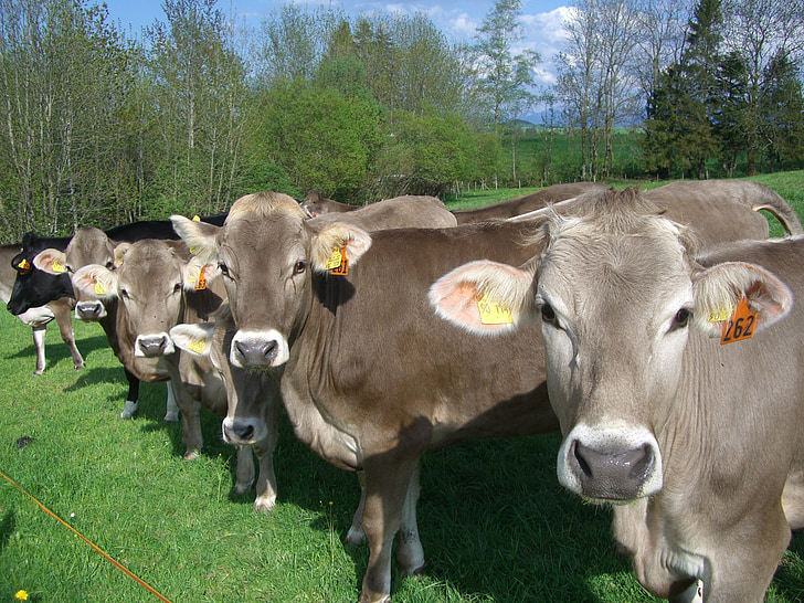 Cow parade, krávy, Allgäu hnědá, kráva, pastviny, Allgäu, louka