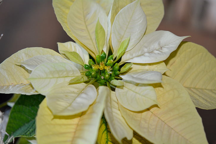 poinsettia, yellow, flower