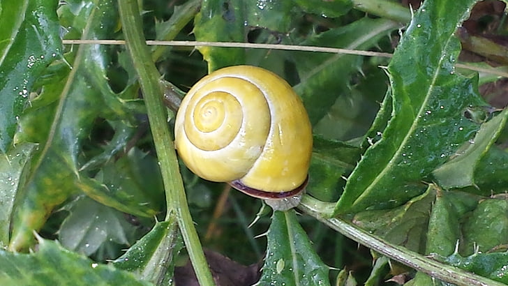 snail, nature, green, shell, slowly