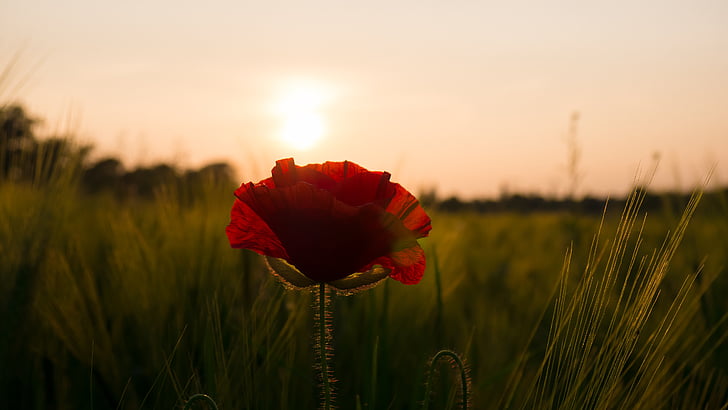 sun, field, poppy flower, sky, cereals, landscape, nature