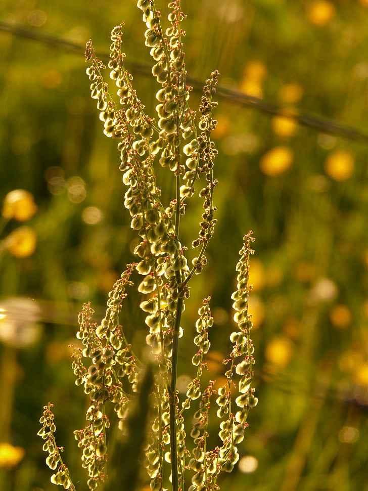 meadows sauerampfer, plant, inflorescence, back light, rumex acetosa, large sauerampfer, sorrel