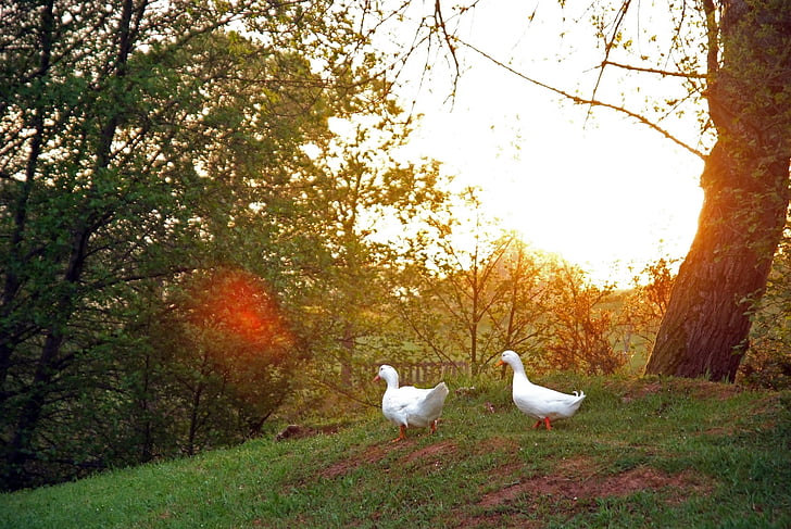 dawn, sun, field, light, ducks, nature