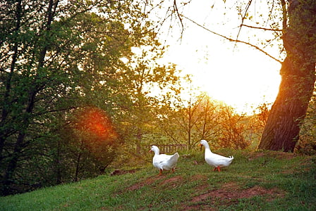 Hajnal, nap, a mező, fény, kacsa, természet
