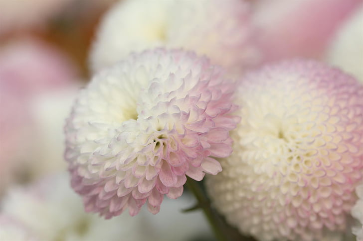 flor, crisantem, natura, blanc, close-up, planta