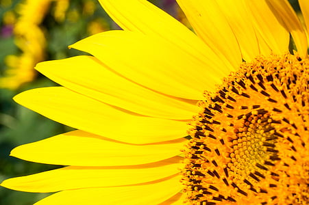 sunflower, yellow, pretty, flower, petal, close-up, flower head