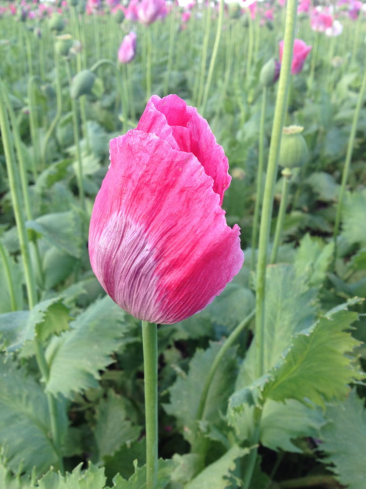 poppy, field, rose